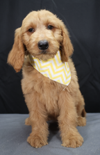 Cary Goldendoodle