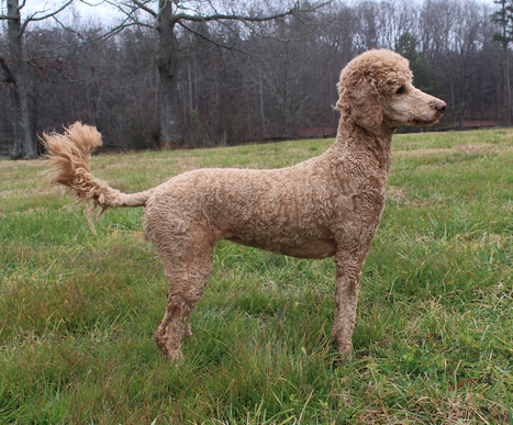 Retired Miniature Poodle for Sale